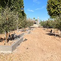 Pathway under construction with newly planted trees and surrounding buildings.