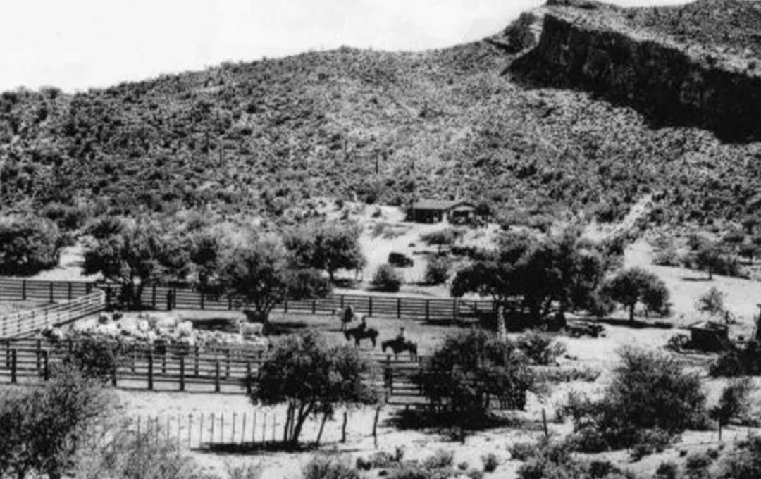 Rancher tending to cattle