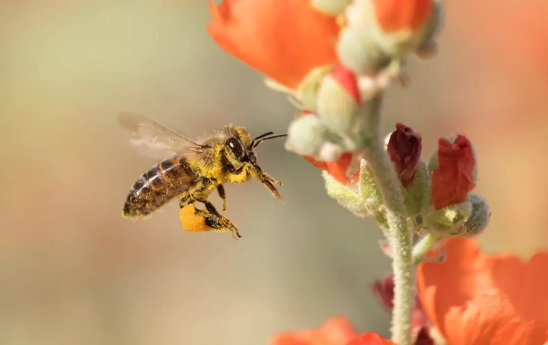 Image of Snakes & Bees Safety