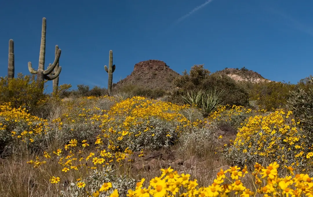 Image of Sustainable Scottsdale