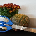 Ceremonial ribbon-cutting scissors engraved City of Scottsdale Mayor’s Office lean against a pumpkin beside potted mums.