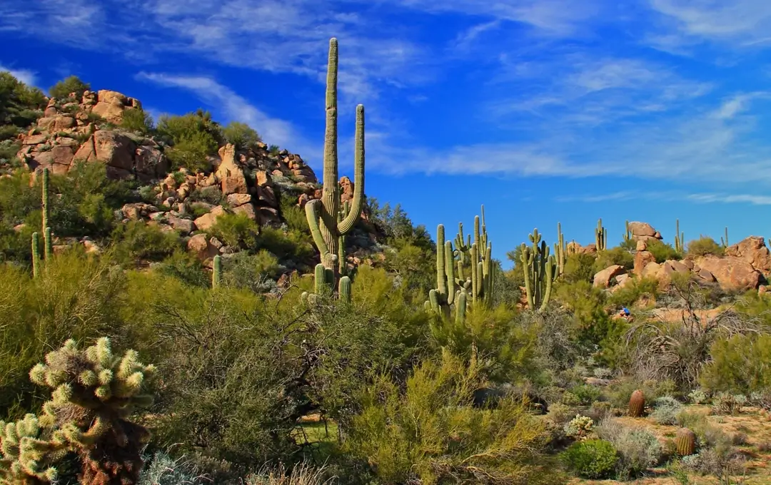 Desert landscape with tall saguaros, rocky hills, dense shrubs, and a bright blue sky with wispy clouds.