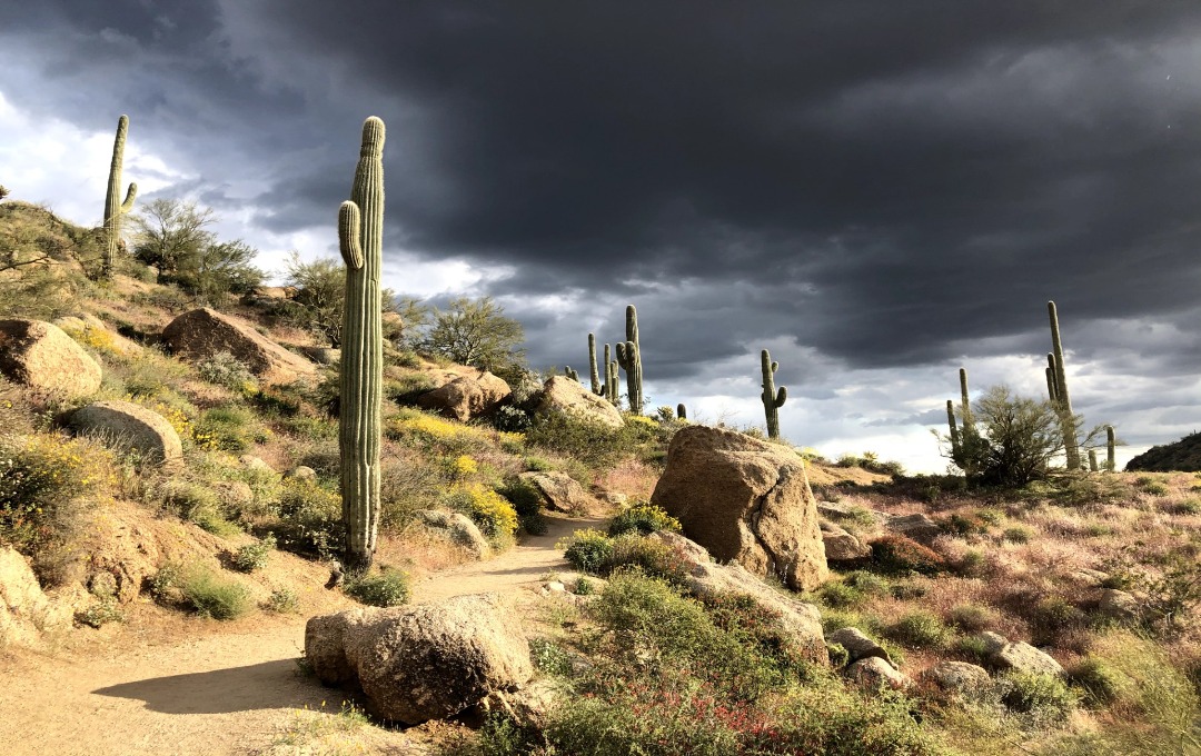 Saguaro cacti on a rocky desert hillside under dark, dramatic storm clouds.