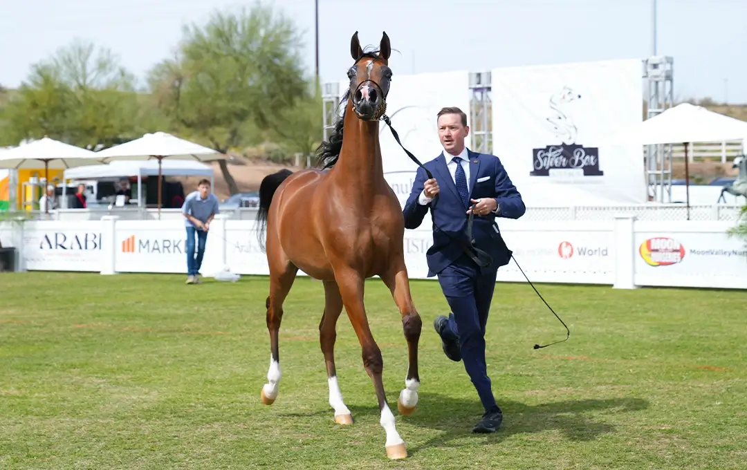 News image Horse and horse trainer jogging on a polo field