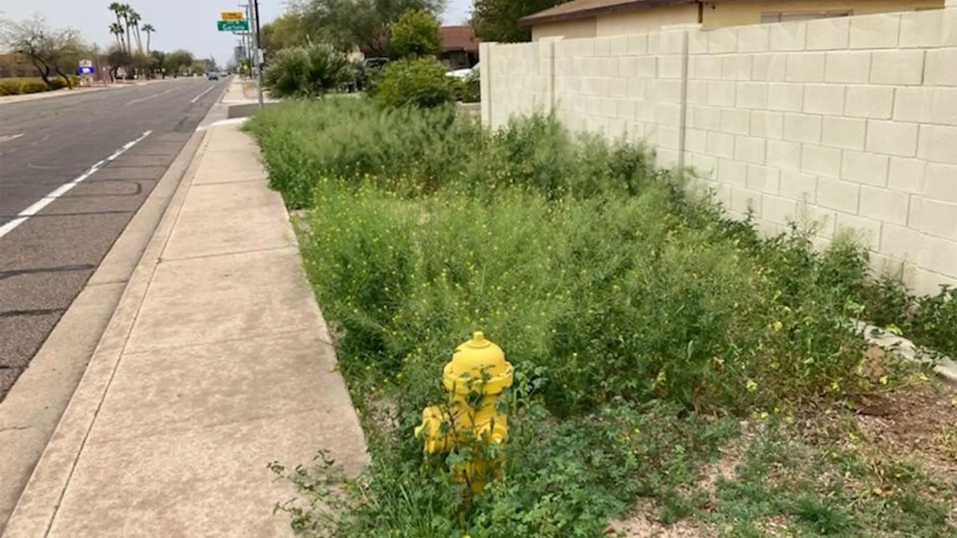 overgrown grass between a sidewalk and homeowners wall