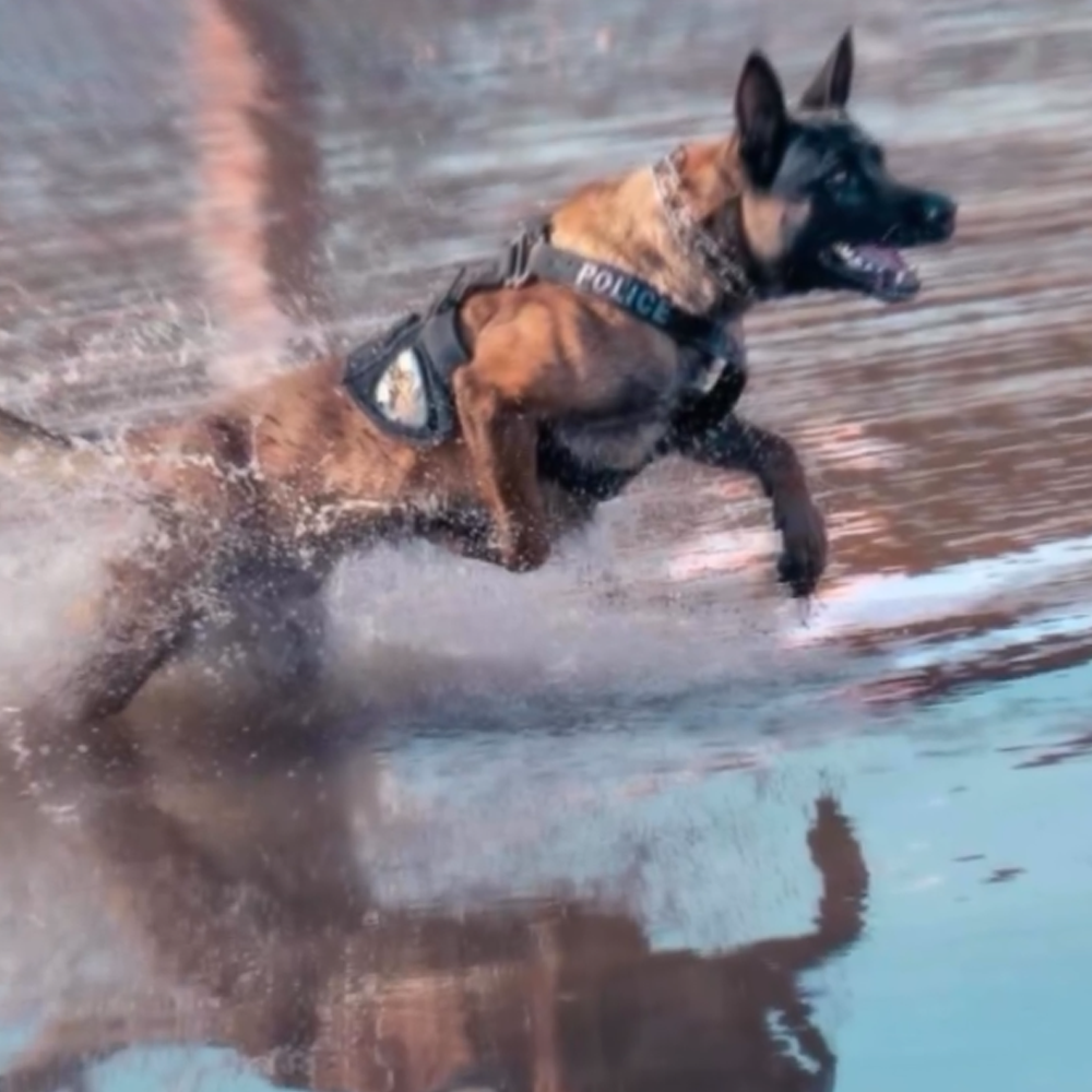 PolicedogrunningthroughshallowwaterwearingaharnesslabeledPOLICE
