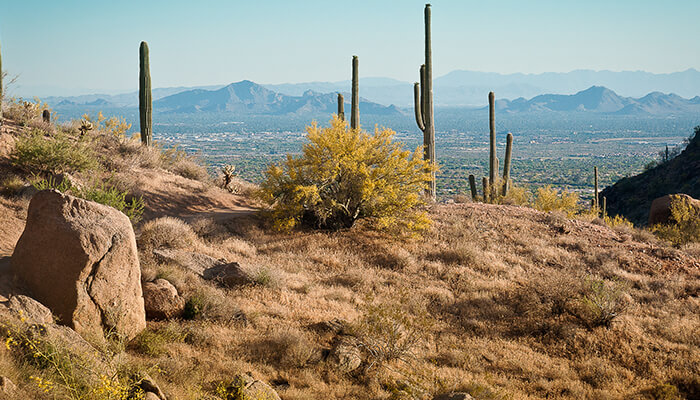 Sunlit desert hillside featuring cacti, shrubs, and expansive views of surrounding mountains.