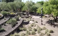 Curving walking paths through a landscaped xeriscape garden with stone retaining walls, desert trees, flowering plants, grasses, and scattered boulders in bright daylight.